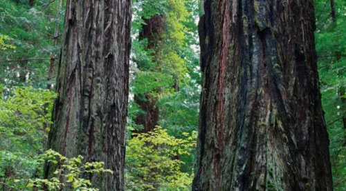 鵬鴻原生精品生態(tài)板八大優(yōu)勢介紹